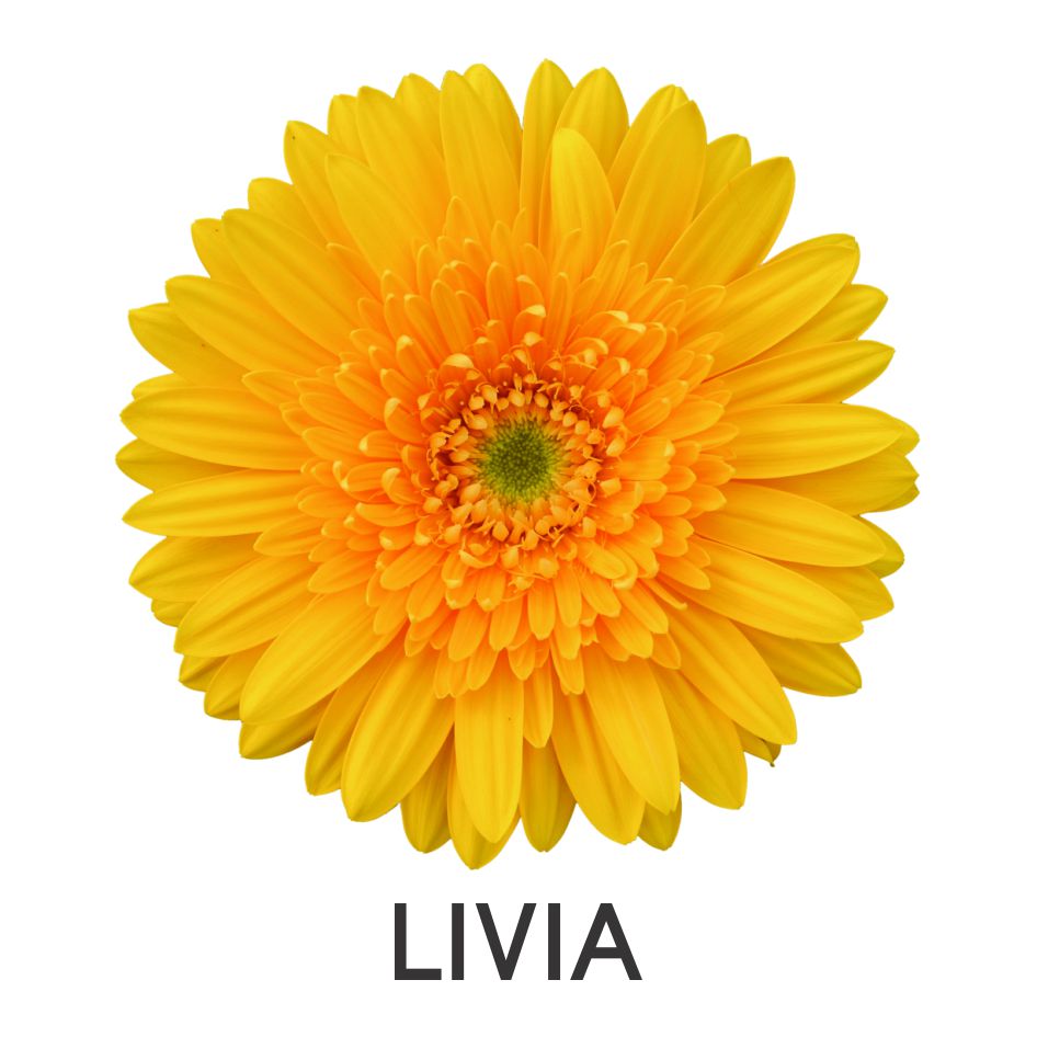 Livia Device mark 4803890 Trademark