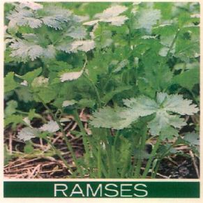 Ramses Device mark 4827256 Trademark