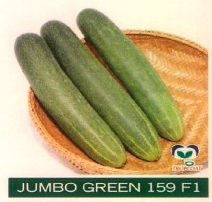 Jumbo Green 159 F1 Device mark 4827260 Trademark
