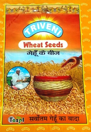 Triveni Wheat Seeds Device mark 4869405 Trademark