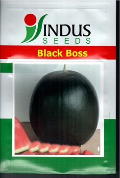Indus Seeds Black Boss Device mark 4910229 Trademark