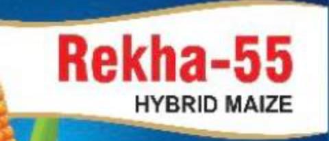Rekha-55 Hybrid Maize Device mark 4912926 Trademark