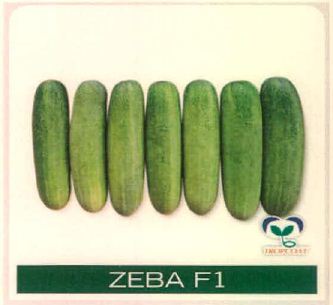 Zeba F1 Device mark 4915495 Trademark