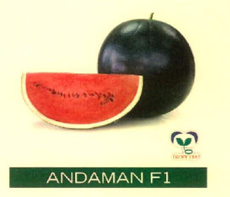 Andaman F1 Device mark 4915478 Trademark