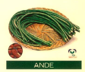 Ande Device mark 4915484 Trademark