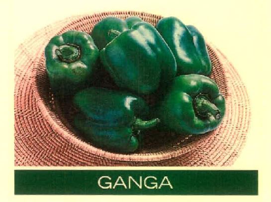 Ganga Device mark 4915477 Trademark