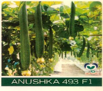 Anushka 493 F1 Device mark 4915489 Trademark