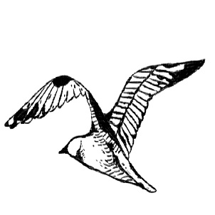 Device Of Flying Bird Device mark 4960328 Trademark