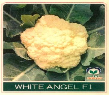 White Angel F1 Device mark 5006603 Trademark