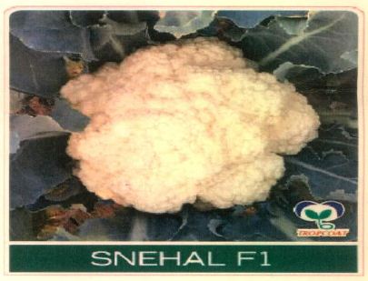 Snehal F1 Device mark 5006604 Trademark