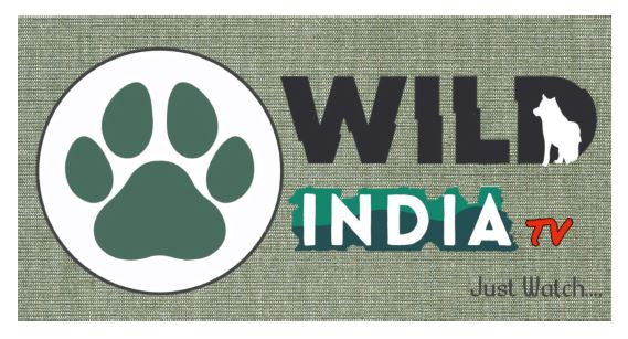 Wild India Tv Device mark 5179245 Trademark