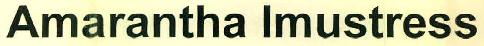 Amarantha Imustress Device mark 2812489 Trademark