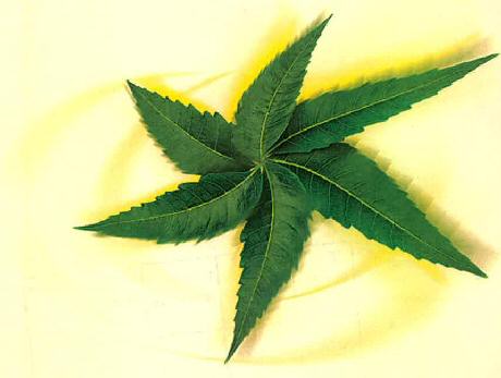 Device Of Leaves Device mark 3226815 Trademark