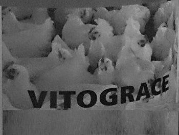 Vitograce (with Device) Device mark 3277981 Trademark