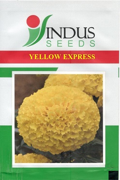 Yellow Express Device mark 5342591 Trademark