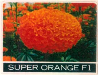 Super Orange F1 Device mark 5554340 Trademark