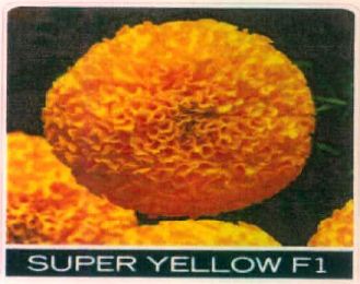Super Yellow F1 Device mark 5554341 Trademark