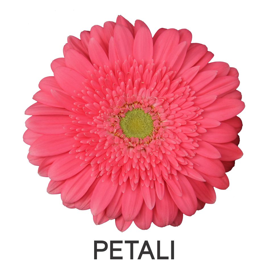 Petali Device mark 5567422 Trademark