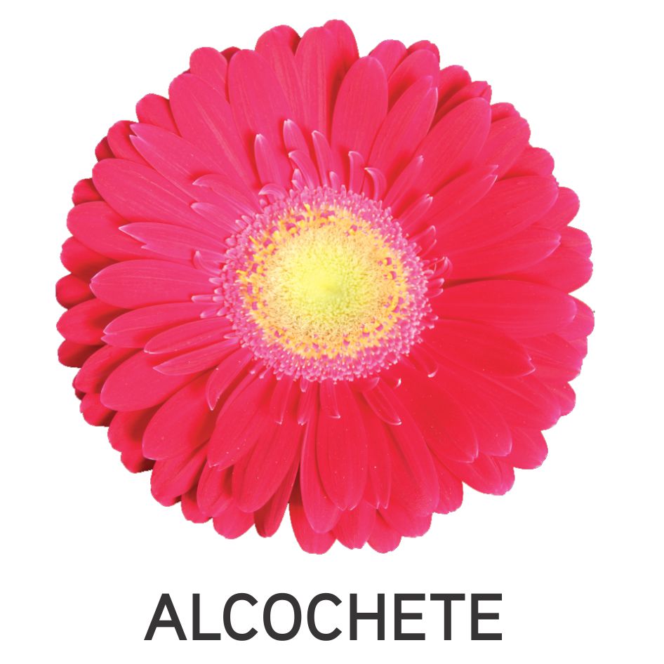Alcochete Device mark 5567417 Trademark