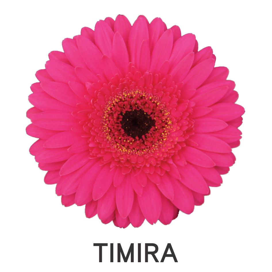 Timira Device mark 5567423 Trademark