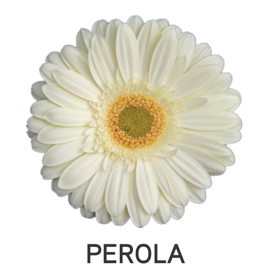 Perola Device mark 5567421 Trademark