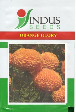 Indus Seeds Orange Glory With Device Device mark 5342595 Trademark