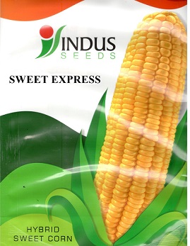 Sweet Express Device mark 5342593 Trademark