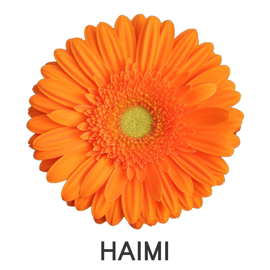 Haimi Device mark 5567419 Trademark