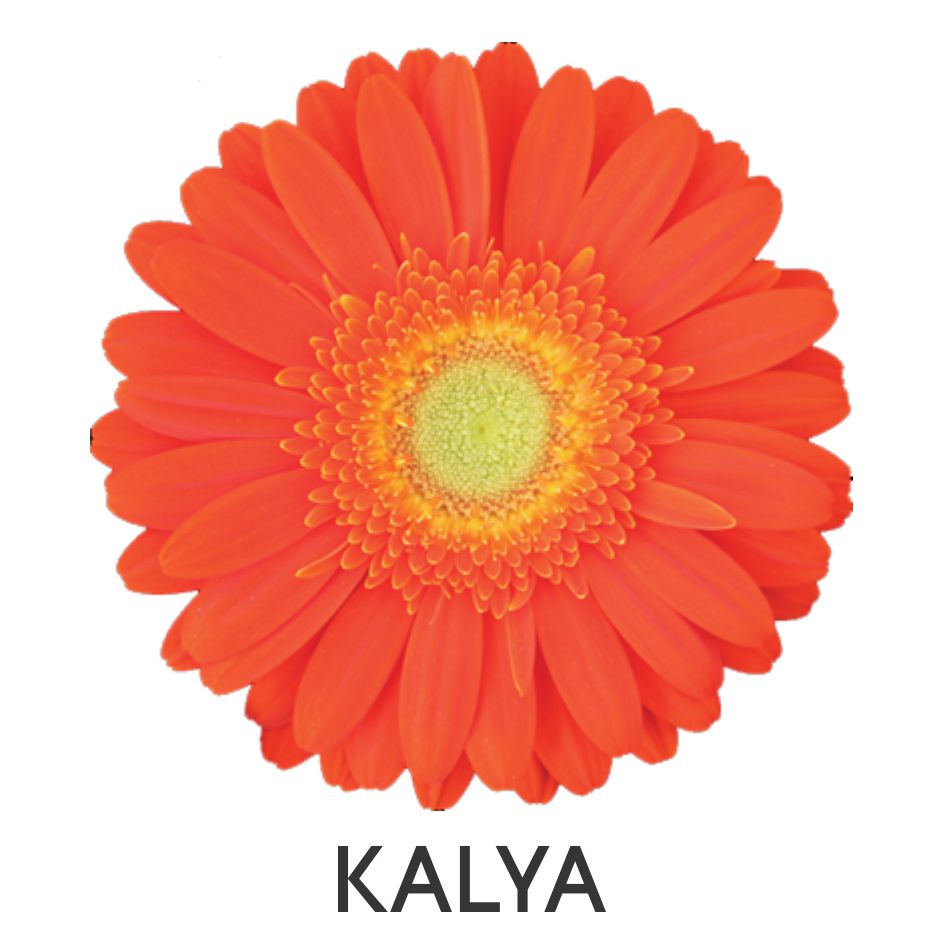 Kalya Device mark 5567420 Trademark