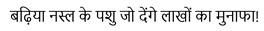 Badiya Nasal Ke Pashu Jo Denge Lakhon Ka Munafa Device mark 5643498 Trademark