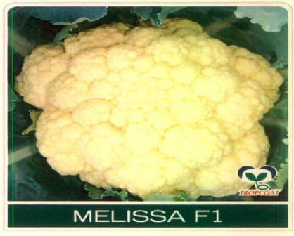 Melissa F1 (device Of Cauliflower) Device mark 5678180 Trademark