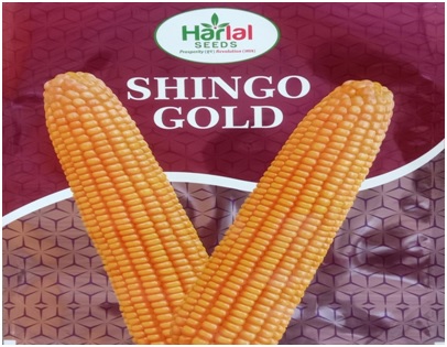 Shingo Gold Device mark 5722268 Trademark