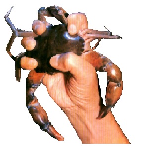 Hand With Crab Device mark 6081976 Trademark