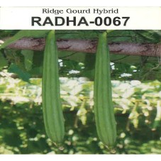 Radha -0067 Ridge Gourd Hybrid Device mark 7046342 Trademark