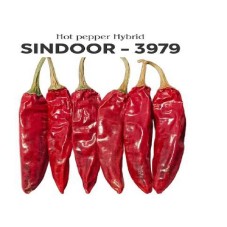 Sindoor -3979 Hot Pepper Hybrid Device mark 7046345 Trademark