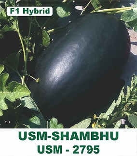 Usm Shambhu Device mark 7328919 Trademark