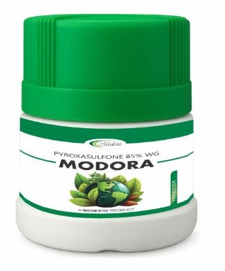 Modesto Modora Device mark 7568577 Trademark