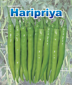 Haripriya Device mark 2577166 Trademark