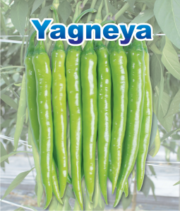 Yagneya Device mark 2577171 Trademark