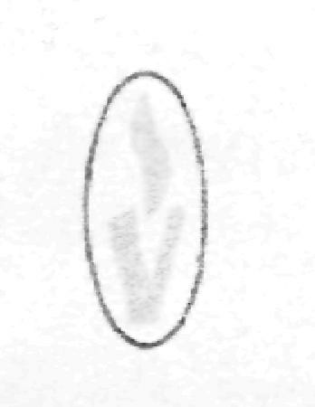 Logo Device mark 2221966 Trademark