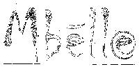 Mbelle (label) Device mark 904039 Trademark
