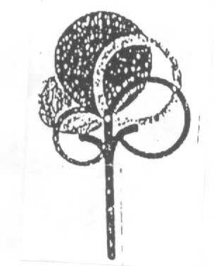 Logo (label) Device mark 1539069 Trademark