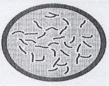 Circle In Elements Device mark 1443261 Trademark