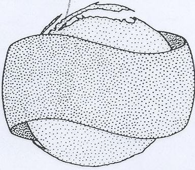 Misc Geo Device (label) Device mark 838861 Trademark