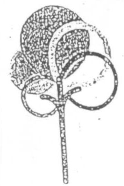 Logo (label) Device mark 1539071 Trademark