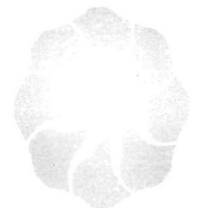 Device Device mark 2967545 Trademark