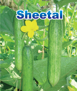 Sheetal Device mark 2577169 Trademark