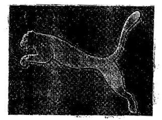 Device Device mark 323376 Trademark