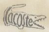 Lacoste (device) Device mark 516862 Trademark