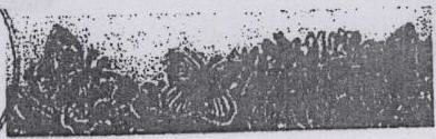 Avon Butterfly(label) Device mark 1262109 Trademark